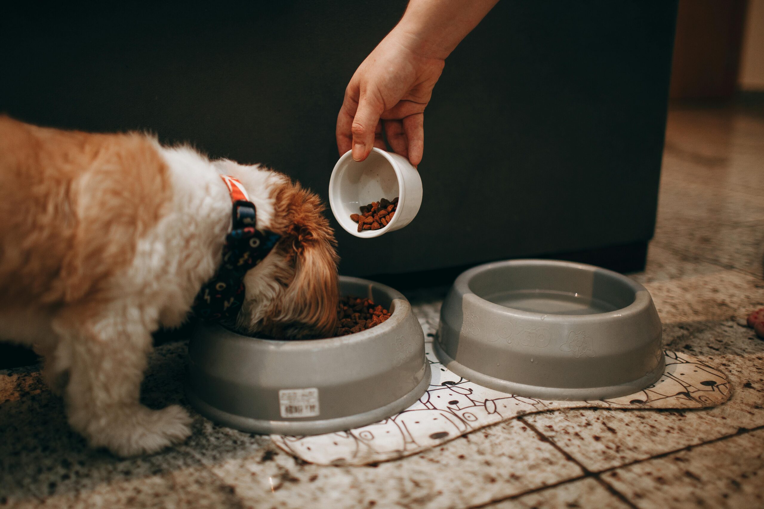 A hand feeds a Shih Tzu puppy in an indoor setting, highlighting pet care and love.