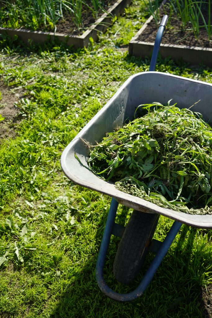 A wheelbarrow filled with fresh cut leaves in a garden during daylight.